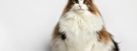 Трехцветная сибирская кошка