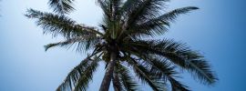 Пальмы в дагестане