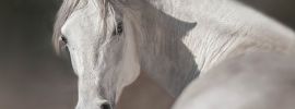 Белая металлическая лошадь