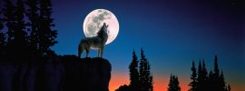 Воющий волк на луну