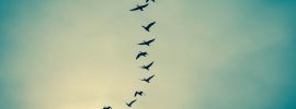 Клин птиц в небе