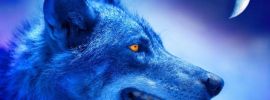 Голубой волк порода