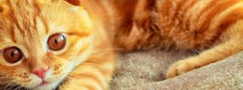 Шотландский рыжий котенок