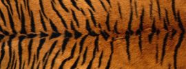 Карликовый тигр