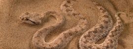 Песчаная змея
