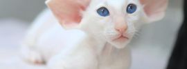 Ориентальная белая кошка