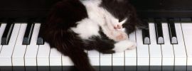 Котик играет на пианино