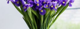 Фиолетовые тюльпаны с ирисами