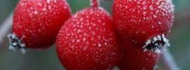 Красная осенняя ягода