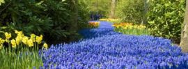 Синие цветы в природе