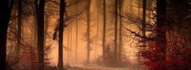 Мрачный туманный лес