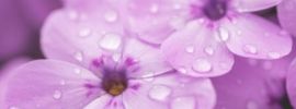 Нежно фиолетовые цветы