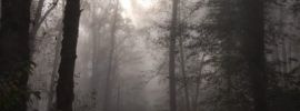 Эстетика леса в тумане