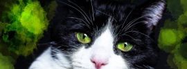 Кот с зелеными глазами картинки
