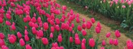 Картинки поле тюльпанов