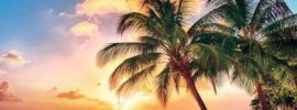 Картинки моря и пальмы