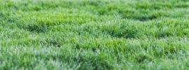 Зеленая трава картинки