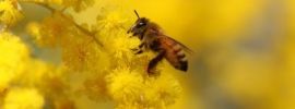Картинки пчелы