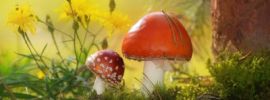 Рисунок грибы в лесу
