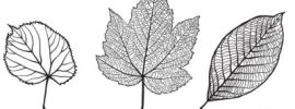 Рисунок листья карандашом