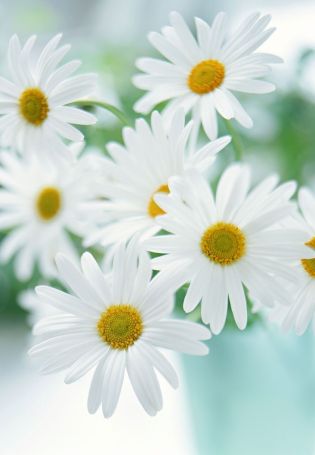 Ромашки фон вертикальный