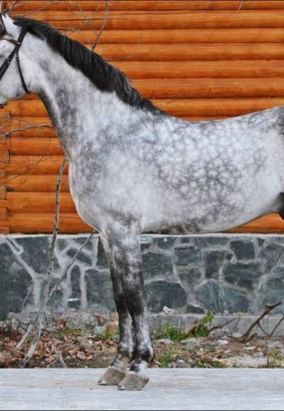 Орловский рысак