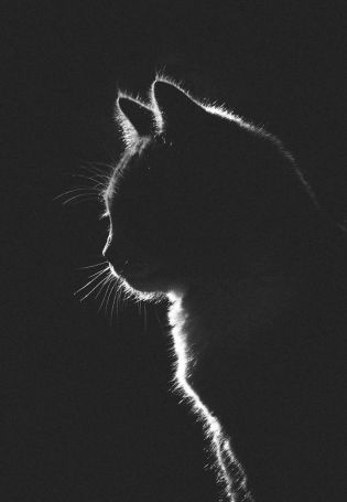 Очертание кота