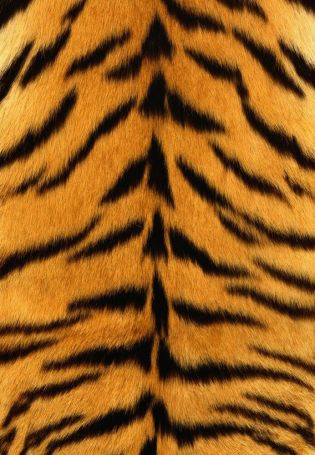 Шкура тигра
