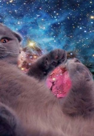 Кот в космосе