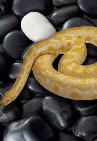 Черно желтая змея