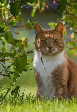 Кот в зелени