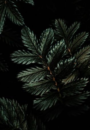 Темный фон эстетика