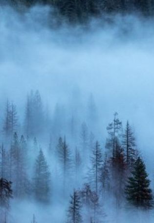 Лес панорама