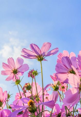 Космея голубая