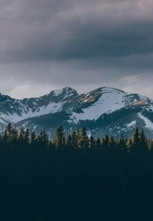 Лес минимализм