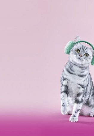 Зеленый кот