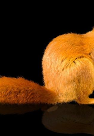 Красивая белка