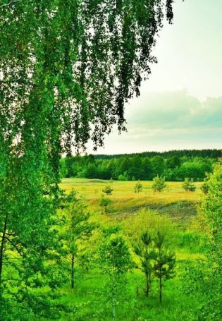 Береза летом