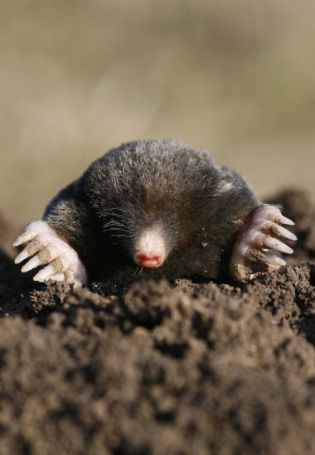 Норка крота
