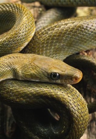 Медянка змея