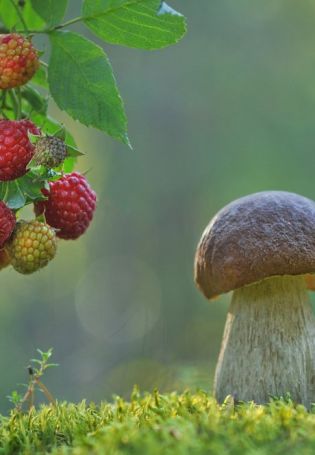 Лес грибы ягоды
