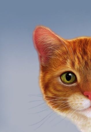 Котенок рыжик
