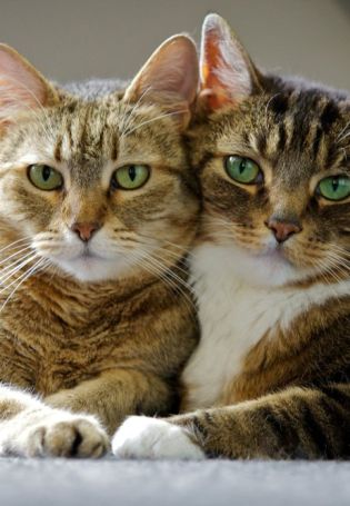 Парные обои котики