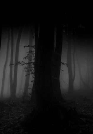 Страшный лес обои