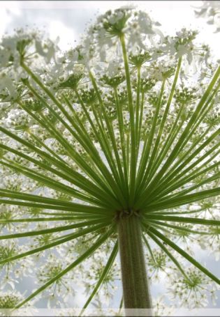 Цветок курая