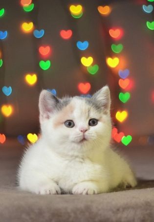 Коты с сердечками