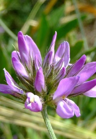 Растение аккурай