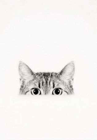 Кот из за угла