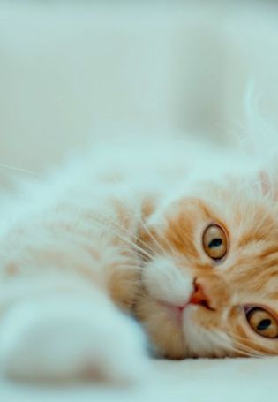 Котик персик