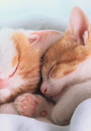 Котики в обнимку